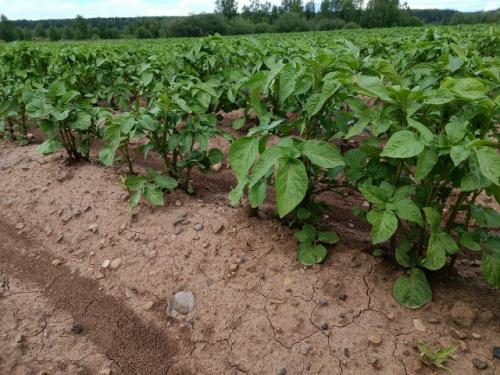 8 самых скороспелых сортов картофеля, урожай уже через 2 месяца.
