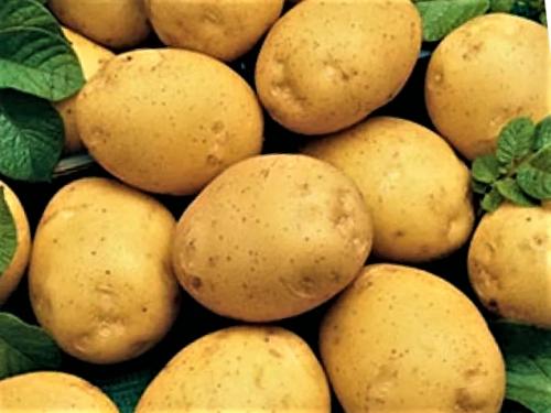 8 самых скороспелых сортов картофеля, урожай уже через 2 месяца. 02