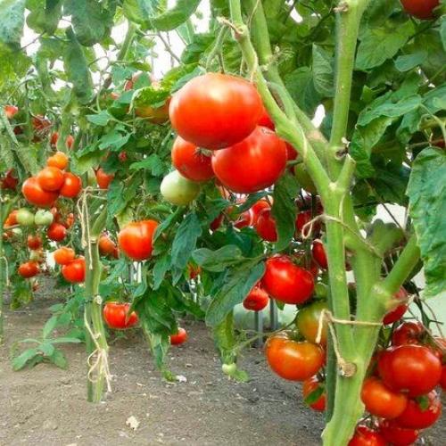 Возможно, и вам окажется полезным этот метод.
