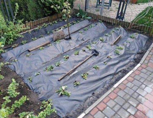 Доказано, что клубника, посаженная на агроволокно, быстрее созревает и намного лучше плодоносит. 05