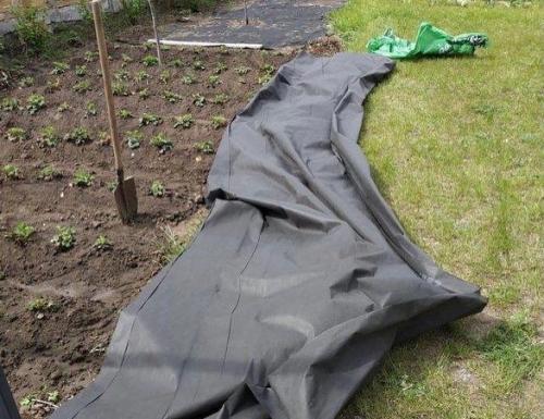 Доказано, что клубника, посаженная на агроволокно, быстрее созревает и намного лучше плодоносит. 01