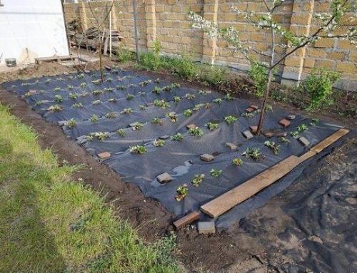 Доказано, что клубника, посаженная на агроволокно, быстрее созревает и намного лучше плодоносит. 03