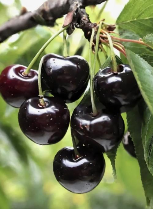 Секреты получения крупной, сочной и сладкой вишни. 02