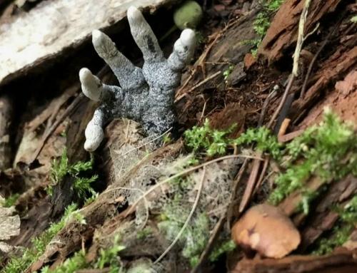 Это не плод фантазии, а реальная картина: из полена действительно торчат угрожающие отростки, схожие с конечностями умершего. 02