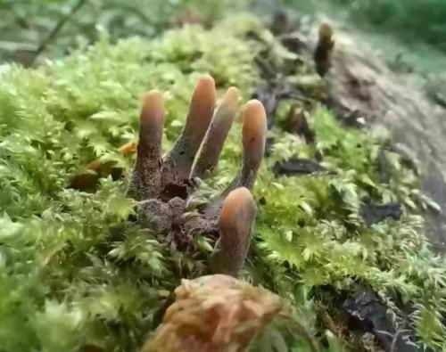 Это не плод фантазии, а реальная картина: из полена действительно торчат угрожающие отростки, схожие с конечностями умершего. 01