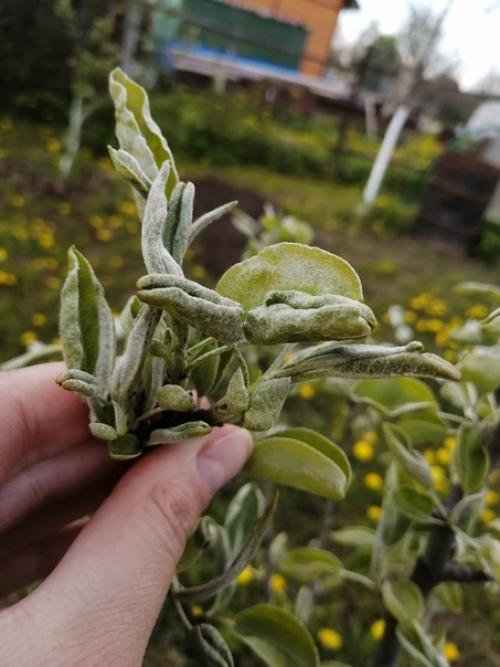 Добрый день!  Подскажите пожалуйста, купили в том году грушу.