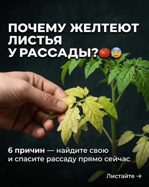 Почему желтеют листья у рассады томатов - 6 причин. Почему желтеют листья у рассады томатов - 6 причин.