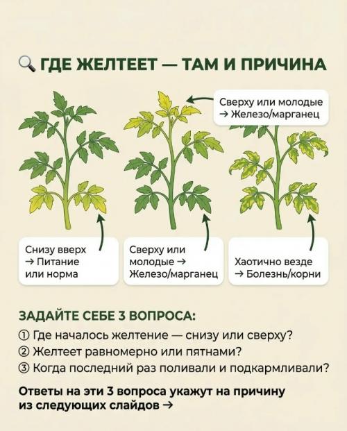 Почему желтеют листья у рассады томатов - 6 причин. 01 Почему желтеют листья у рассады томатов - 6 причин. 01