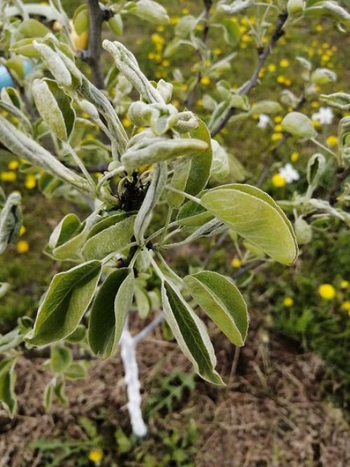 Добрый день!  Подскажите пожалуйста, купили в том году грушу. 01