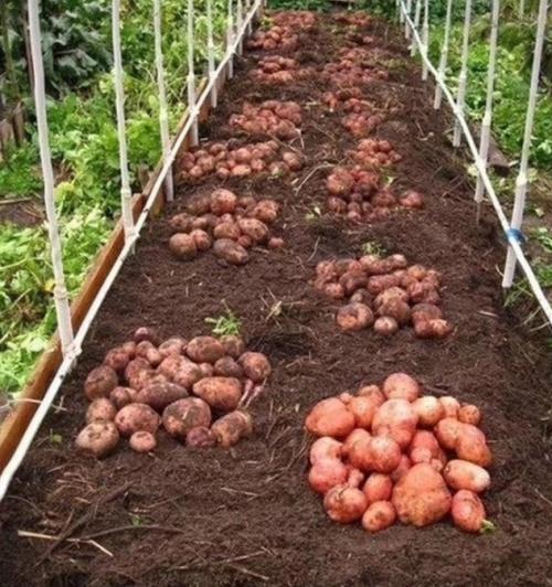 Секреты при выращивании картофеля.
