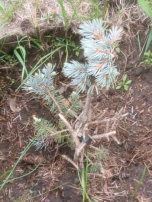 Здравствуйте.  Елочке около 5 лет.  