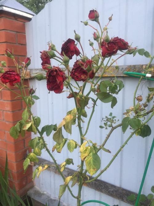 Помогите.  Что случилось с розой?