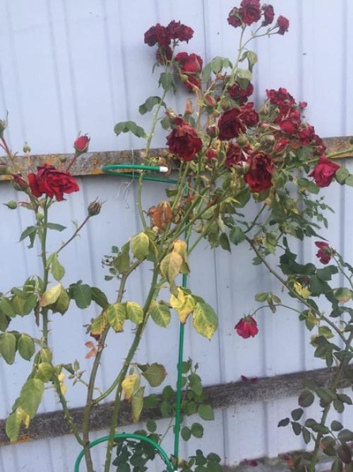 Помогите.  Что случилось с розой? 02