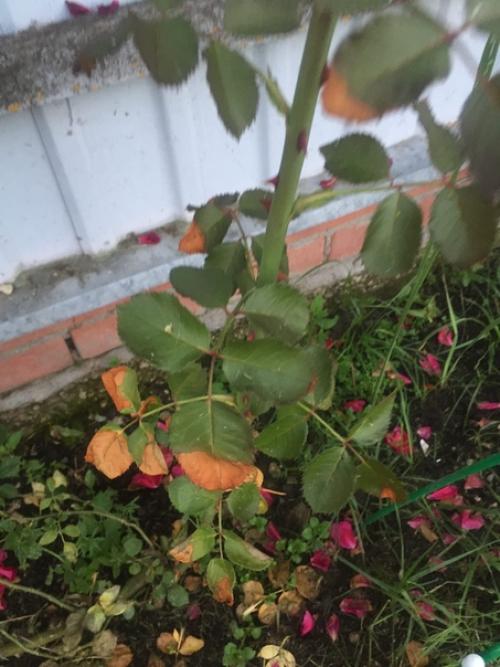 Помогите.  Что случилось с розой? 01