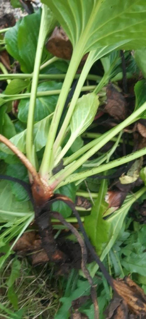 Здравствуйте!  Подскажите пожалуйста, что это за растение, и с чем его Едят? 03