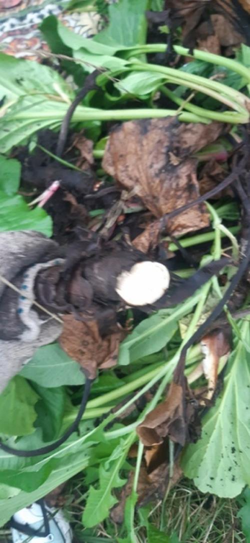 Здравствуйте!  Подскажите пожалуйста, что это за растение, и с чем его Едят?