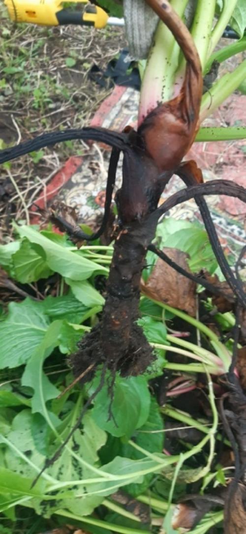 Здравствуйте!  Подскажите пожалуйста, что это за растение, и с чем его Едят? 01