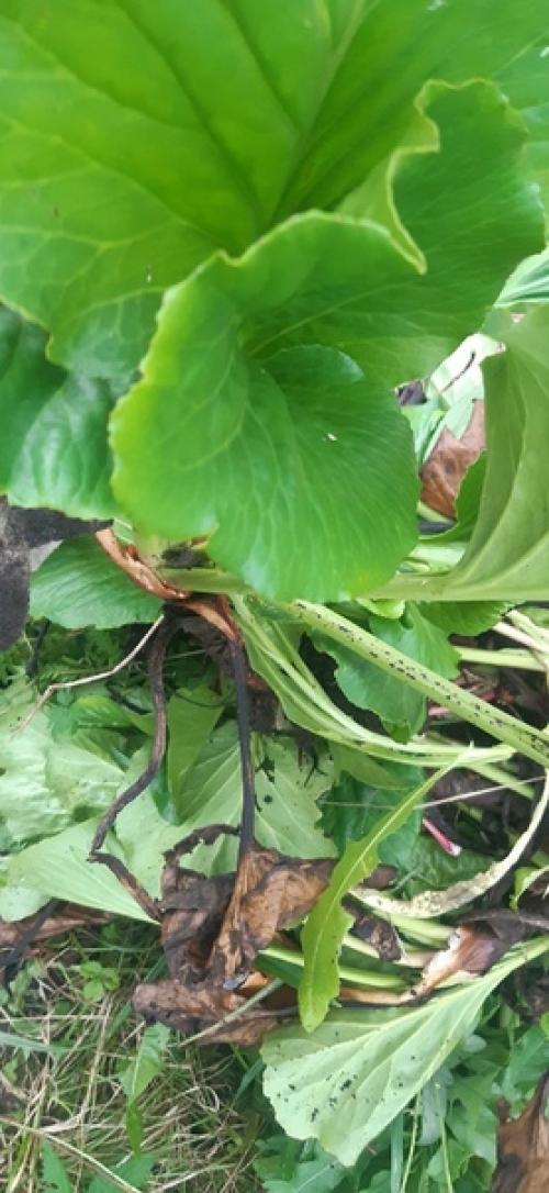 Здравствуйте!  Подскажите пожалуйста, что это за растение, и с чем его Едят? 02