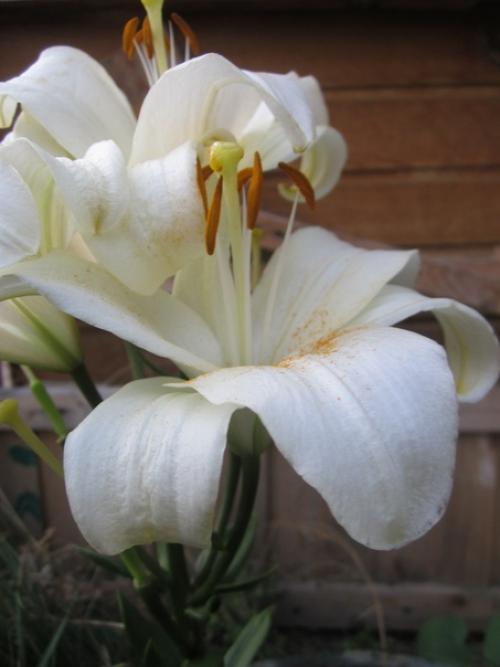 Прислала подписчица сообщества. 03