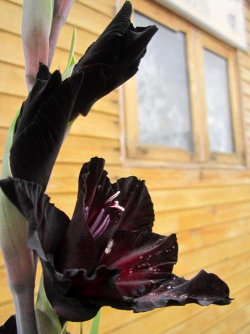 Прислала подписчица сообщества. 05