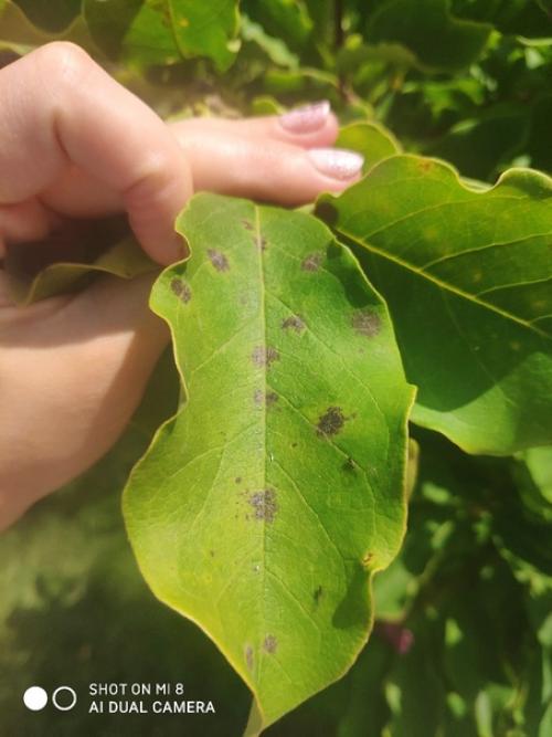 Здравствуйте!  Подскажите что может быть с магнолией? 02