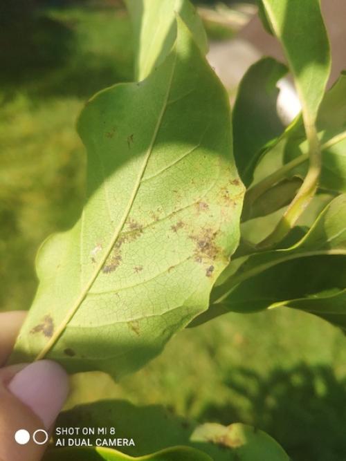 Здравствуйте!  Подскажите что может быть с магнолией? 03