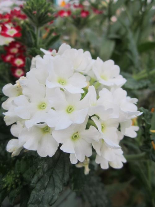 Прислала подписчица сообщества. 04