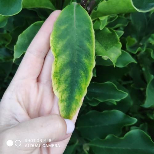 Здравствуйте!  Подскажите что может быть с магнолией?  