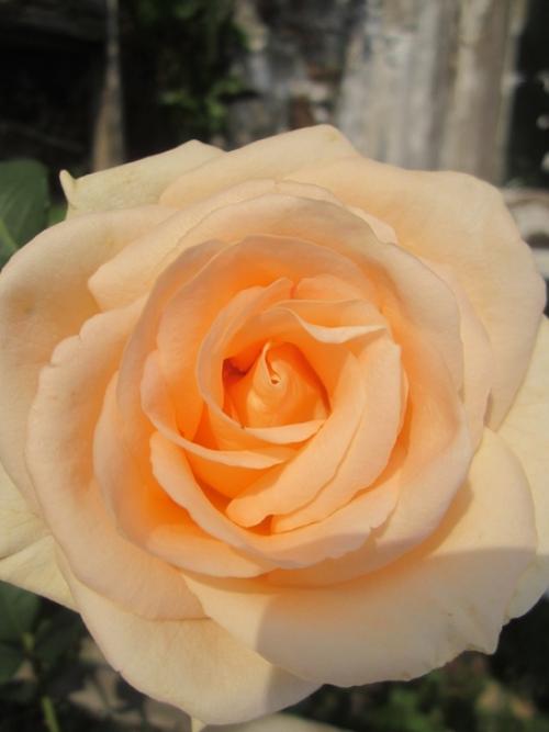 Прислала подписчица сообщества. 08