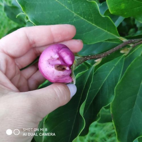 Здравствуйте!  Подскажите что может быть с магнолией? 01