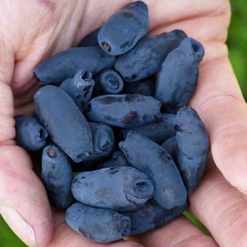 Бакчарский Великан - сорт жимолости, выведенный в Сибири, славится своей высокой урожайностью и замечательной неприхотливостью. 02