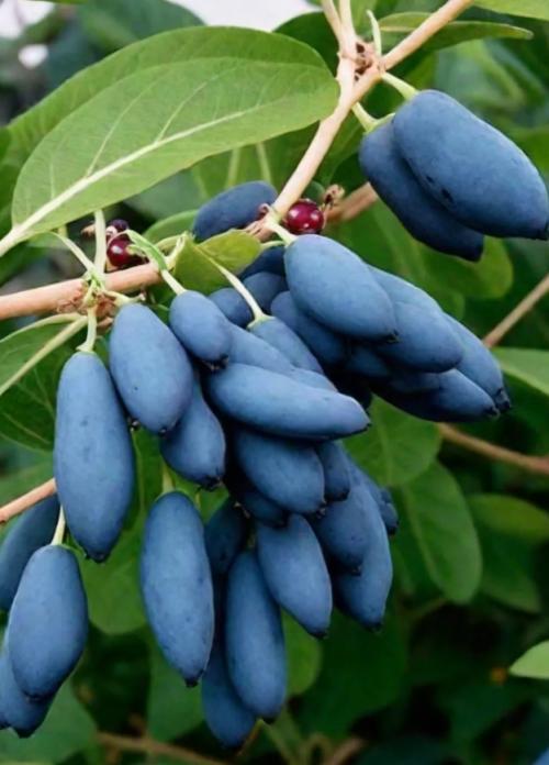 Бакчарский Великан - сорт жимолости, выведенный в Сибири, славится своей высокой урожайностью и замечательной неприхотливостью. 01