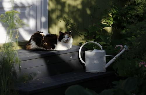 Два года назад мы наконец - то снесли старый сарай - кухню. 01