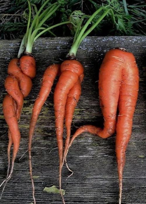 Почему ваша морковь растет деформированной и как это исправить?