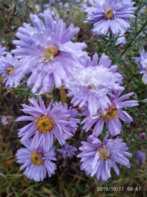 Прислала подписчица сообщества моя дача. 02