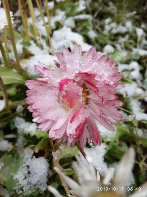 Прислала подписчица сообщества моя дача. 04