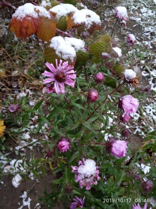 Прислала подписчица сообщества моя дача.