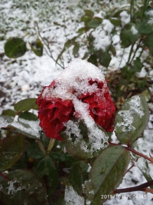 Прислала подписчица сообщества моя дача. 01