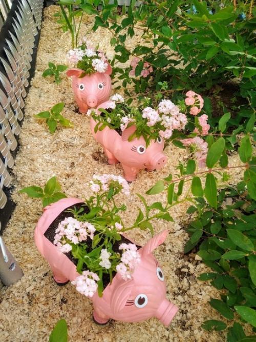 У меня на даче поселились весёлые свинки. 01