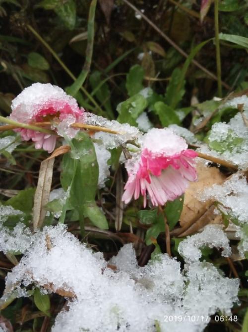Прислала подписчица сообщества моя дача. 06