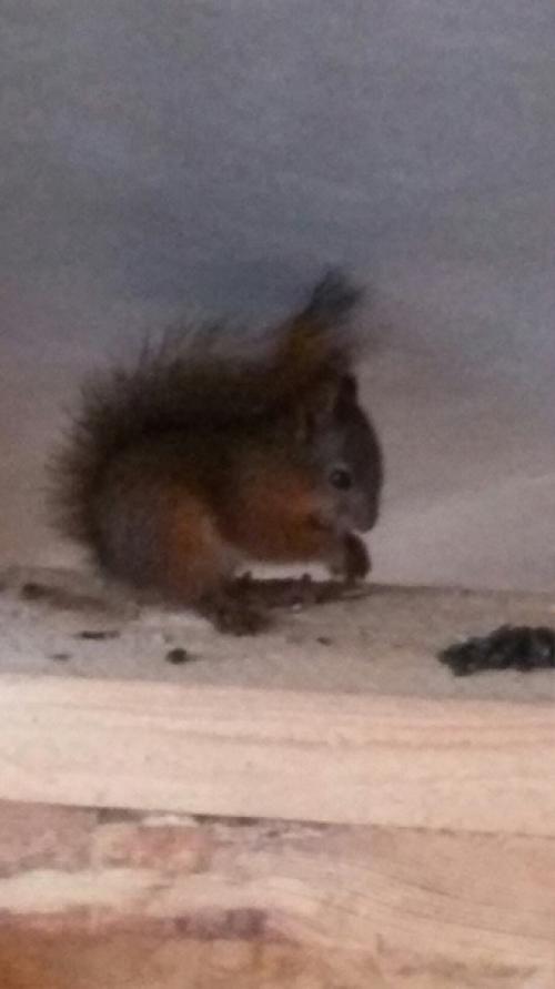 Мы!а вот такой дом на своей даче строим 02