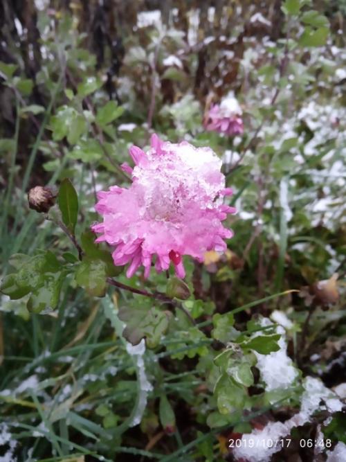 Прислала подписчица сообщества моя дача. 05