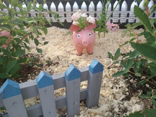 У меня на даче поселились весёлые свинки. 03