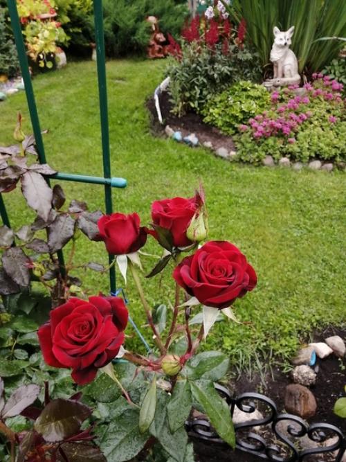 Автор: Елена Суворова. 04