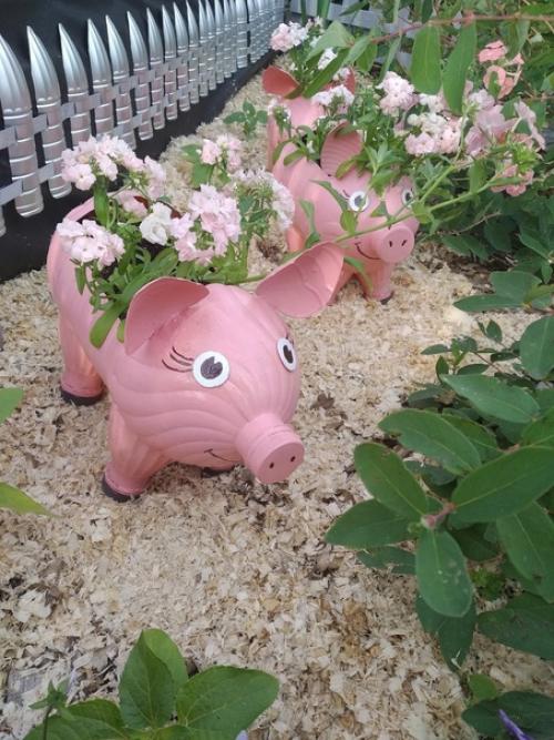 У меня на даче поселились весёлые свинки. 04