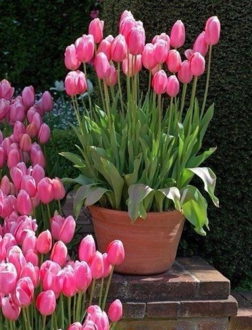 Полезный совет для тех, кто любит выращивать цветы. 01 Полезный совет для тех, кто любит выращивать цветы. 01