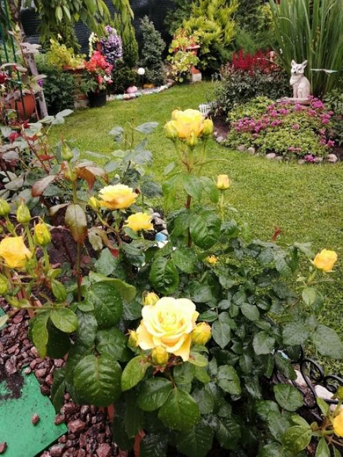 Автор: Елена Суворова. 02