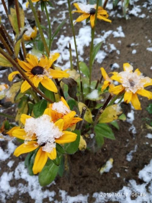 Прислала подписчица сообщества моя дача. 03