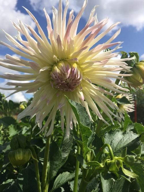 Здравствуйте, подскажите пожалуйста, что это за сорта и какие названия у георгина? 04