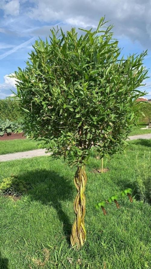 Плетёные живые деревья. 01